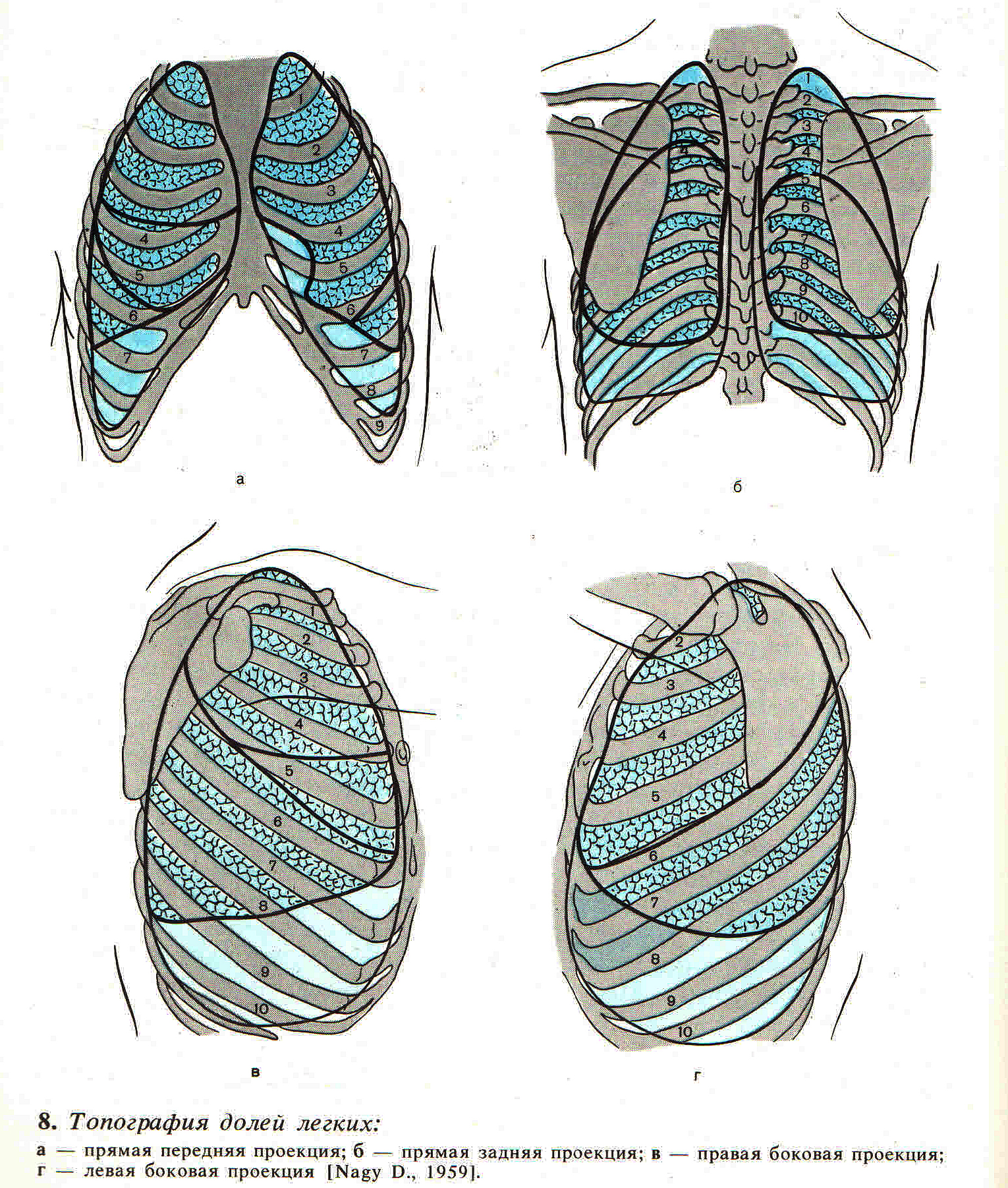 Сегменты границы. Топография сегментов и долей легкого. Проекции междолевых щелей на грудную клетку. Междолевые плевры легких анатомия.
