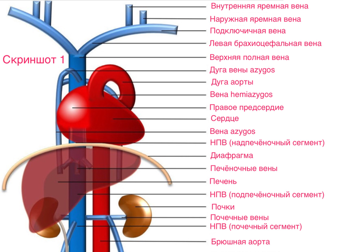атрезия нижней полой вены. Смотреть фото атрезия нижней полой вены. Смотреть картинку атрезия нижней полой вены. Картинка про атрезия нижней полой вены. Фото атрезия нижней полой вены