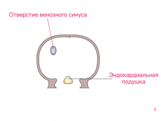 Дефект венозного синуса что это. Смотреть фото Дефект венозного синуса что это. Смотреть картинку Дефект венозного синуса что это. Картинка про Дефект венозного синуса что это. Фото Дефект венозного синуса что это