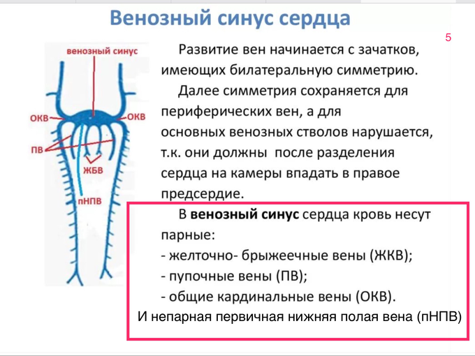 Чп эхо кг исследование что это и подготовка к нему. Смотреть фото Чп эхо кг исследование что это и подготовка к нему. Смотреть картинку Чп эхо кг исследование что это и подготовка к нему. Картинка про Чп эхо кг исследование что это и подготовка к нему. Фото Чп эхо кг исследование что это и подготовка к нему