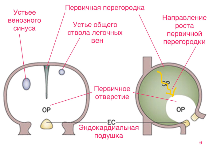 Чп эхо кг исследование что это и подготовка к нему. Смотреть фото Чп эхо кг исследование что это и подготовка к нему. Смотреть картинку Чп эхо кг исследование что это и подготовка к нему. Картинка про Чп эхо кг исследование что это и подготовка к нему. Фото Чп эхо кг исследование что это и подготовка к нему