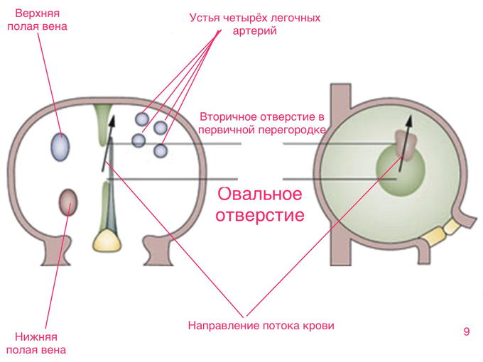 Чп эхо кг исследование что это и подготовка к нему. Смотреть фото Чп эхо кг исследование что это и подготовка к нему. Смотреть картинку Чп эхо кг исследование что это и подготовка к нему. Картинка про Чп эхо кг исследование что это и подготовка к нему. Фото Чп эхо кг исследование что это и подготовка к нему