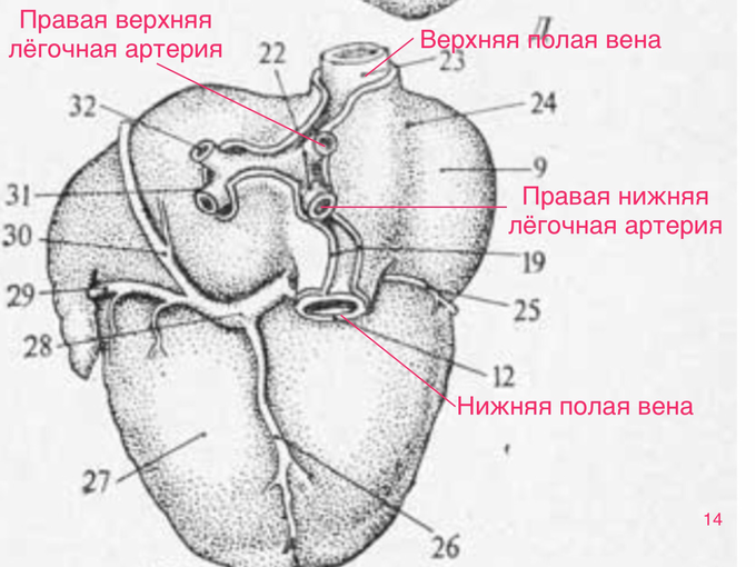 Чп эхо кг исследование что это и подготовка к нему. Смотреть фото Чп эхо кг исследование что это и подготовка к нему. Смотреть картинку Чп эхо кг исследование что это и подготовка к нему. Картинка про Чп эхо кг исследование что это и подготовка к нему. Фото Чп эхо кг исследование что это и подготовка к нему