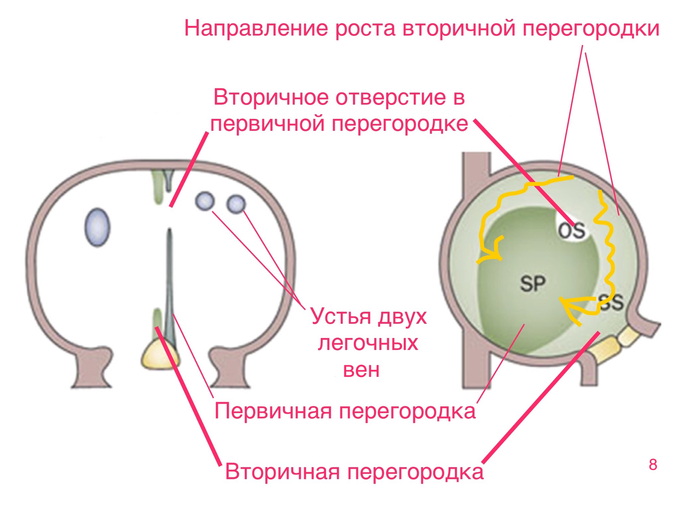 Дефект венозного синуса что это. Смотреть фото Дефект венозного синуса что это. Смотреть картинку Дефект венозного синуса что это. Картинка про Дефект венозного синуса что это. Фото Дефект венозного синуса что это