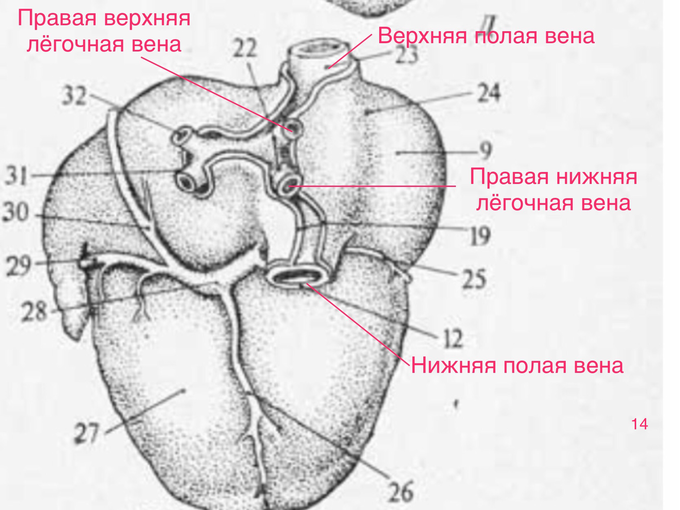Дефект венозного синуса что это. Смотреть фото Дефект венозного синуса что это. Смотреть картинку Дефект венозного синуса что это. Картинка про Дефект венозного синуса что это. Фото Дефект венозного синуса что это