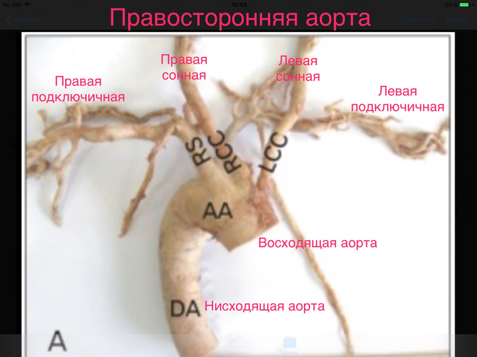 IMG_1145.PNG