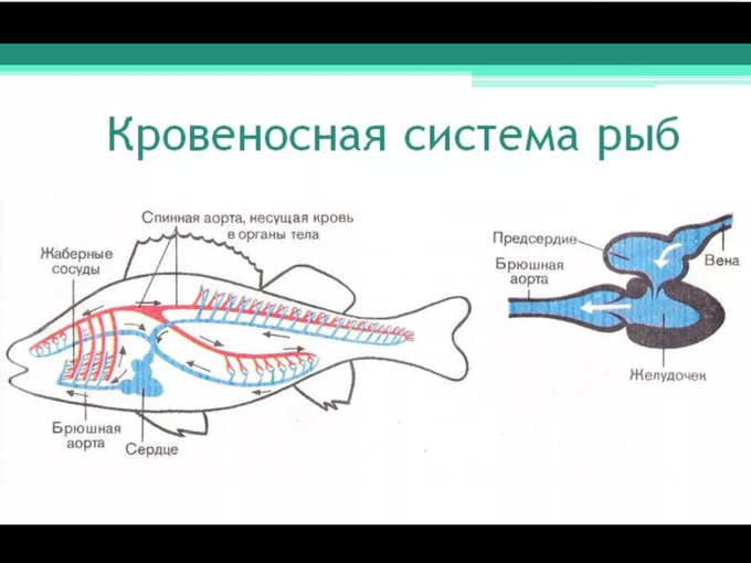Дефект гербоде что это. Смотреть фото Дефект гербоде что это. Смотреть картинку Дефект гербоде что это. Картинка про Дефект гербоде что это. Фото Дефект гербоде что это